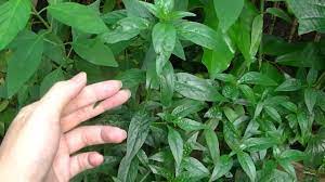 Herba tradisi asli berkhasiat tinggi tak terperi. Herbs Pokok Hempedu Bumi Youtube