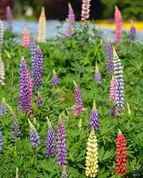 Lupine Definition