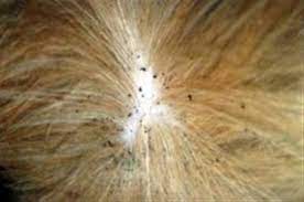 Cat flea infestations typically begin with pets that have brought fleas indoors and conditions that some common signs of fleas on dogs and cats are flea dirt in the animal's coat, seeing fleas on the less hairy portions of. Fleas Worms