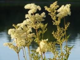 Pflanze Madesuss Am Wasser Pflanzen Heilpflanzen Gewachs