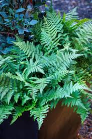 Image result for Ficinia filiformis