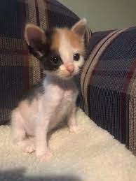 Kitten With Small Body But Strong Will To Live Undergoes A Life Changing Transformation That Turns It Into A Gorgeous Calico Cat Bored Panda