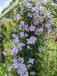 Image result for Clematis pulchra