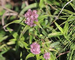 Image result for Floscopa leiothyrsa