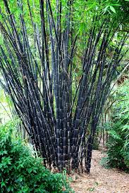 The underground roots of common running fishpole bamboo. Use Of Bamboo In Landscaping Greenmylife