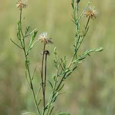 Image result for Monosis conferta