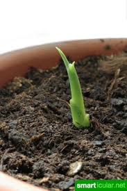 Superknolle Ingwer Nicht Kaufen Sondern Ganz Einfach Selbst Vermehren Garten Pflanzen Gemuse Pflanzen Ingwer Pflanzen