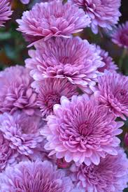 With flowers, and their symbolic meanings, they could verbalize communication without saying anything or evince a feeling. 50 Flowers With Surprising Meanings Meanings Of Flowers