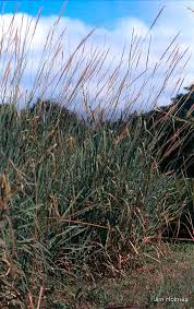 Image result for Setaria restioidea