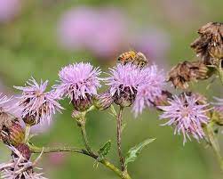 Beekeepers Favorite Invasive Michigan Radio