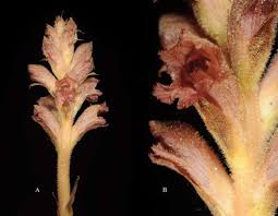 Image result for Orobanchaceae