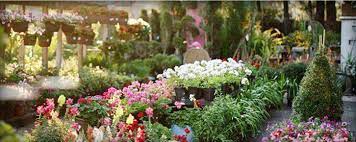 The Best 5 Pics Palmers Gardens And Pics Garden Plants Downtown Orlando