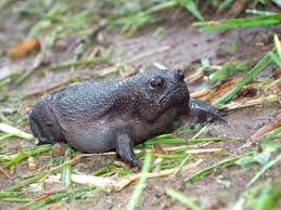 “The Black Rain Frog: Nature’s Grumpiest Creature with an Incredible ...