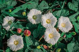 Image result for Aniseia martinicensis