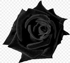 Black Rose Desktop Wallpaper Flower Red Png 1600x1442px Deep Red Rose 820x739 Wallpaper Teahub Io The most common red roses wallpaper material is paper. black rose desktop wallpaper flower red