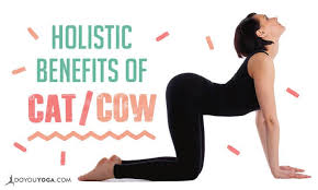 The cat/cow stretches are perfect for warming up the body and creating length and mobility in the spine. The Holistic Benefits Of Cat Cow Pose Doyou