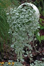 Dichondra Repens Seeds Silver Falls Perennial Flowers 50 Seeds In 2021 Hanging Plants Silver Falls Plant Hanging Plants Outdoor