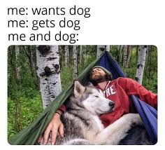 Luv U Boggo Dad And The Dog Know Your Meme