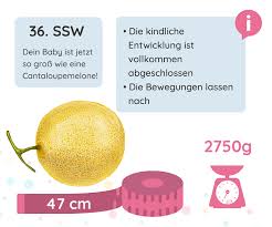 36 Ssw Schwangerschaftswoche Elternkompass
