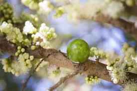 Image result for Garcinia buchneri