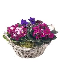 Check spelling or type a new query. Flowering Plants Delivery Amarillo Tx Freeman S Flowers