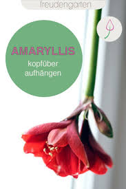 Hangende Amaryllis Mal Eine Etwas Andere Blumendeko Amaryllis Zierpflanzen Pflegeleichte Zimmerpflanzen