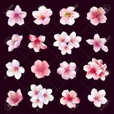 Dessin Fleur Cerisier Ensemble De Differentes Belles Fleurs De Cerisier Isole Sur Fond Noir Fleur De Cerisier Japonais Dessin Fleur Fleur De Cerisier
