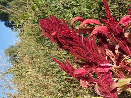 Image result for Amaranthaceae