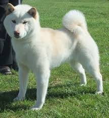 ɕiba inɯ) is a breed of hunting dog from japan. White Shiba Inu Awww