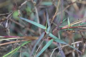 Image result for Eragrostis gangetica
