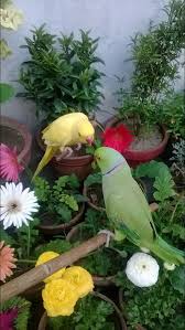 Pin On Indian Ringneck Parrots