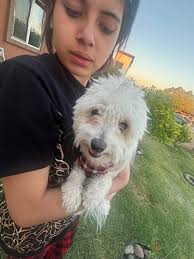 Is anyone missing three huskies in Laveen? 51st ave and vineyard in the  middle of canal.