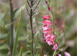 Image result for Gladiolus crassifolius