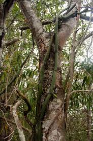 Image result for Vanilla roscheri