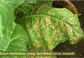 Demikian pengertian, ciri, struktur, jenis, dampak positif, dan negatif virus grameds. 10 Virus Penyebab Penyakit Pada Tumbuhan Beserta Gejala Yang Ditimbulkan Cara Penularan Dan Pecegahannya Biologijk
