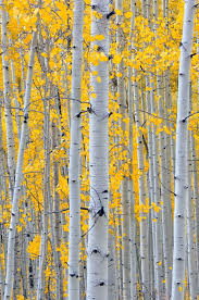 Birch Trees In Fall Photos Crisp Autumn Air Tree Painting Tree Art Autumn Trees