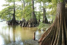 Image result for Taxodium