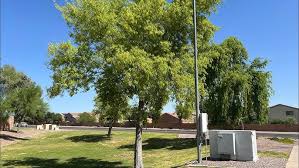 Image result for Dalbergia sissoo