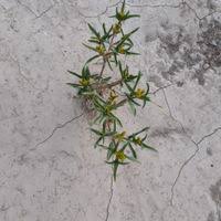 Image result for Flaveria bidentis