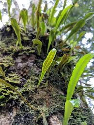 Image result for Loxogramme