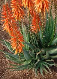 Image result for Aloe pienaarii