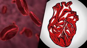 Der Unterschied Zwischen Vene Und Arterie Einfach Erklart Focus De
