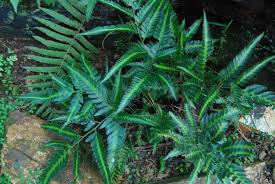 Image result for Lepisorus schraderi