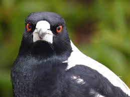 The complete guide to australian birds. When Magpies Attack The Swooping Dive Bombing Menace And How To Avoid Them Birds The Guardian