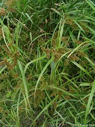 Image result for Cyperus ruwenzoriensis