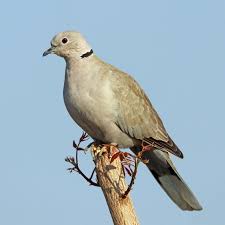 Eurasian Collared Dove Wikipedia