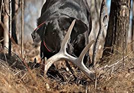 Deliciousness only found in the wilderness! Bird Dogs Hunt Up Shed Antlers