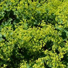 Image result for Alchemilla johnstonii