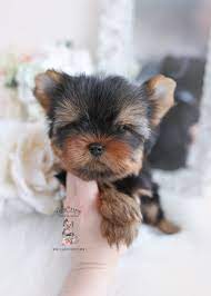 She comes with her two sided modern crate, doggy playpen, car seat, toys. Toy Or Teacup Yorkies For Sale Teacup Puppies Boutique