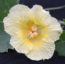 Image result for Momordica pterocarpa